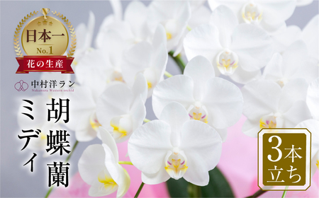 中村洋ランの胡蝶蘭 白色 3本立ちミディ胡蝶蘭