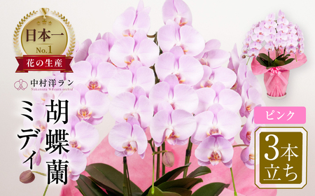 中村洋ランの胡蝶蘭 ミディ 3本立ち ピンク ／ 25輪～30輪 お花 生花 産地直送 田原市 渥美半島