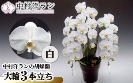 中村洋ランの胡蝶蘭　大輪　3本立ち　白 ／ 胡蝶蘭