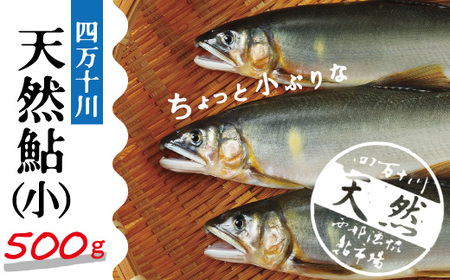 26-775．四万十川の天然鮎(小)500ｇ(約6～9匹)
