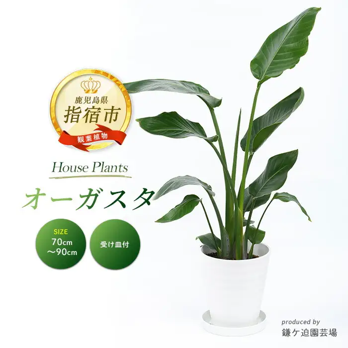 2026年4月上旬～発送【観葉植物】オーガスタ 70cm～90cm 鎌ヶ迫園芸場 IB086-013 観葉植物 植物 鉢付 インテリア 室内 オフィス おしゃれ プレゼント ギフト 開店祝い 移転祝い マイナスイオン 観葉植物 ※北海道・沖縄・離島配送不可