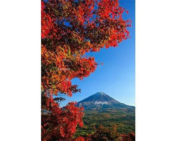 富士山フォトパネル（紅葉） NSF009