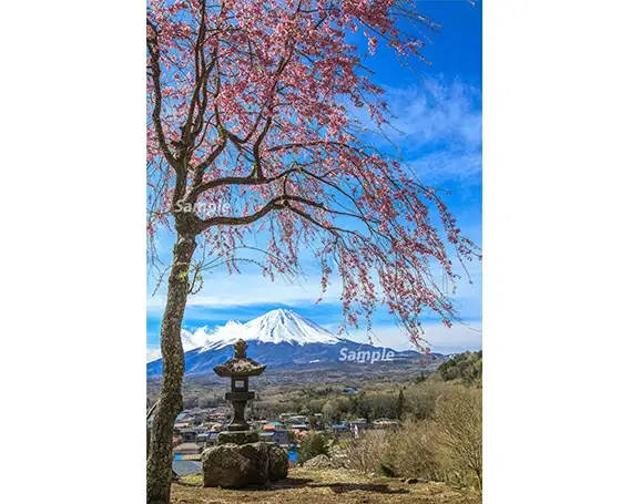 富士山フォトパネル（桜） NSF010