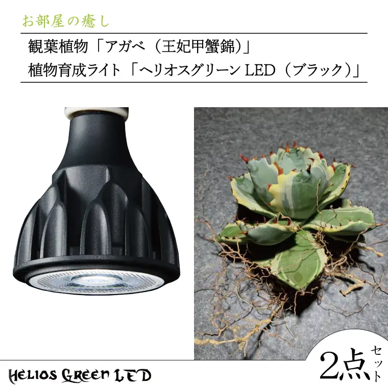BN030　お部屋の癒し　観葉植物「アガベ（王妃甲蟹錦）」と植物育成ライト「ヘリオスグリーンLED（ブラック）」の2点セット