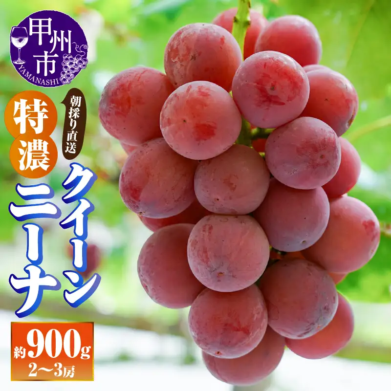 【朝採り直送】特濃クイーンニーナ（種無し）約900g（2～3房）【2026年発送】（AF）B18-412 ぶどう フルーツ