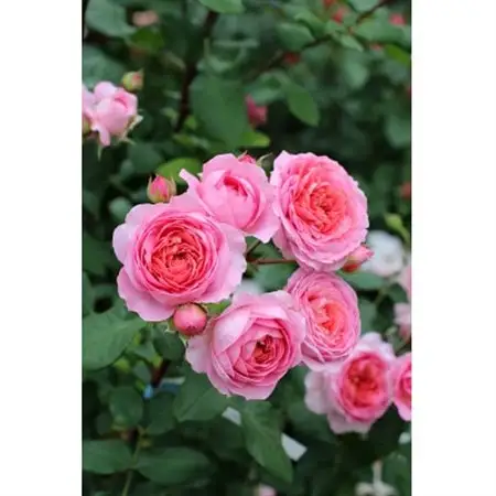 憧れのブランドローズ(バラ苗)7号鉢植え　1鉢_花・観葉植物 観葉植物・苗木  _【1428253】