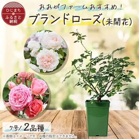 憧れのブランドローズ2鉢　バラ苗(7号鉢植え)_花・観葉植物 観葉植物・苗木  _【1428558】