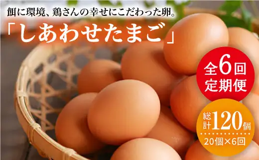 【6回定期便】 平飼い しあわせ たまご 20個＜松本養鶏場＞ [CCD028] 卵