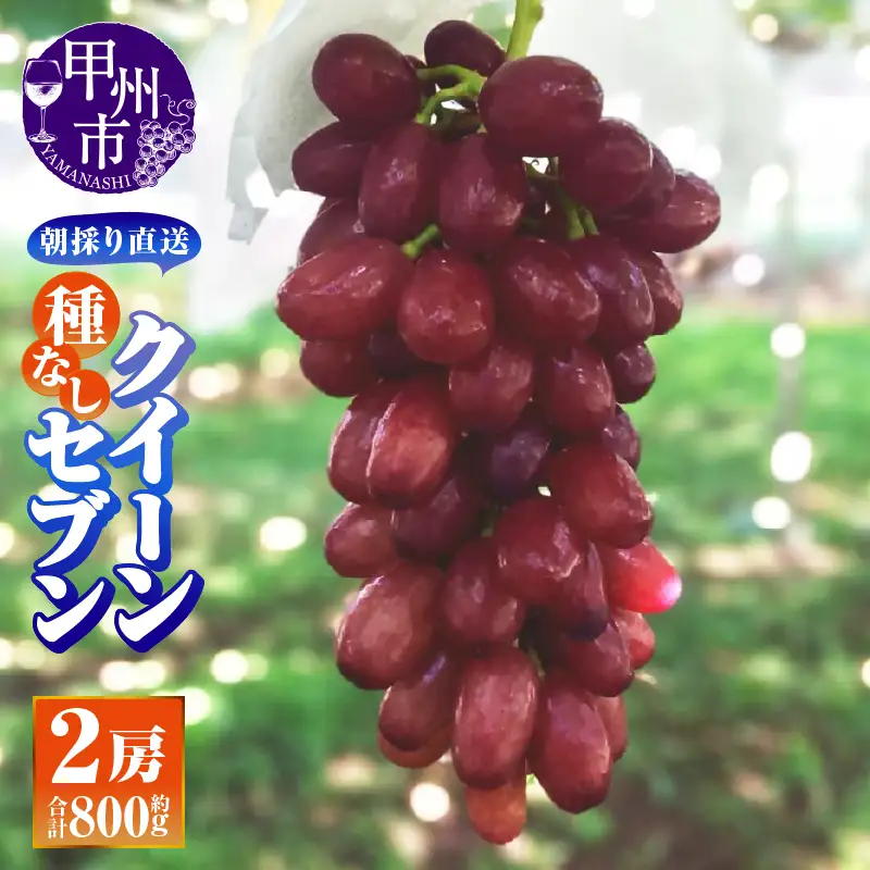【朝採り直送】クイーンセブン（種無し）2房（約800g）【平均糖度24度】【2026年発送】（AF）B-459 クイーンセブン ぶどう フルーツ