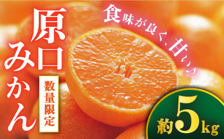 原口みかん 約5kg [CCZ004]  みかん