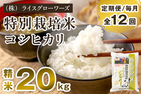 【令和7年産】【定期便12ヶ月毎月お届け】新潟県加茂市産 特別栽培米コシヒカリ 精米20kg（5kg×4）《順次出荷》 白米 従来品種コシヒカリ （株）ライスグローワーズ