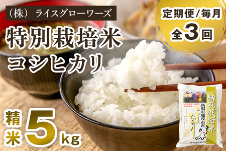 【令和7年産】【定期便3回毎月お届け】新潟県加茂市産 特別栽培米コシヒカリ 精米5kg《順次出荷》 白米 従来品種コシヒカリ （株）ライスグローワーズ