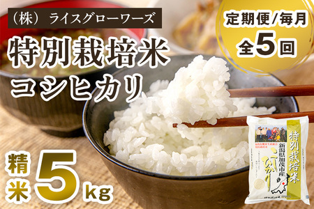 【令和7年産】【定期便5ヶ月毎月お届け】新潟県加茂市産 特別栽培米コシヒカリ 精米5kg《順次出荷》 白米 従来品種コシヒカリ （株）ライスグローワーズ