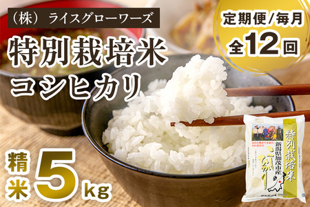 【令和7年産】【定期便12ヶ月毎月お届け】新潟県加茂市産 特別栽培米コシヒカリ 精米5kg《順次出荷》 白米 従来品種コシヒカリ （株）ライスグローワーズ