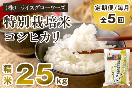 【令和7年産】【定期便5ヶ月毎月お届け】新潟県加茂市産 特別栽培米コシヒカリ 精米25kg（5kg×5）《順次出荷》 白米 従来品種コシヒカリ （株）ライスグローワーズ
