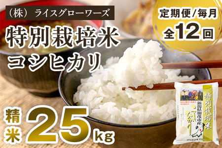 【令和7年産】【定期便12ヶ月毎月お届け】新潟県加茂市産 特別栽培米コシヒカリ 精米25kg（5kg×5）《順次出荷》 白米 従来品種コシヒカリ （株）ライスグローワーズ