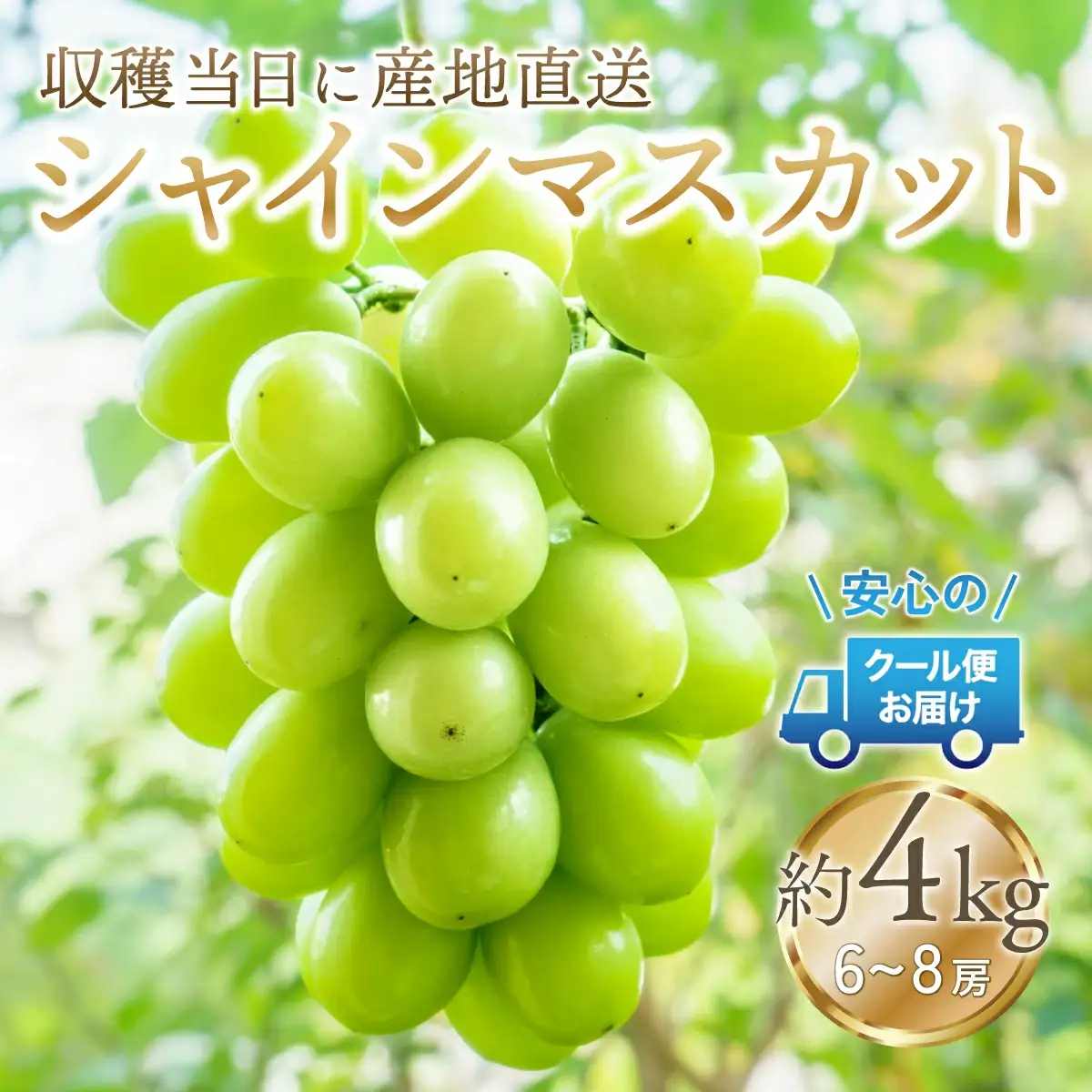 【2026年発送★先行予約】安心のクール便発送　収穫当日に産地直送　シャインマスカット 4kg (6～8房) 179-003-26y