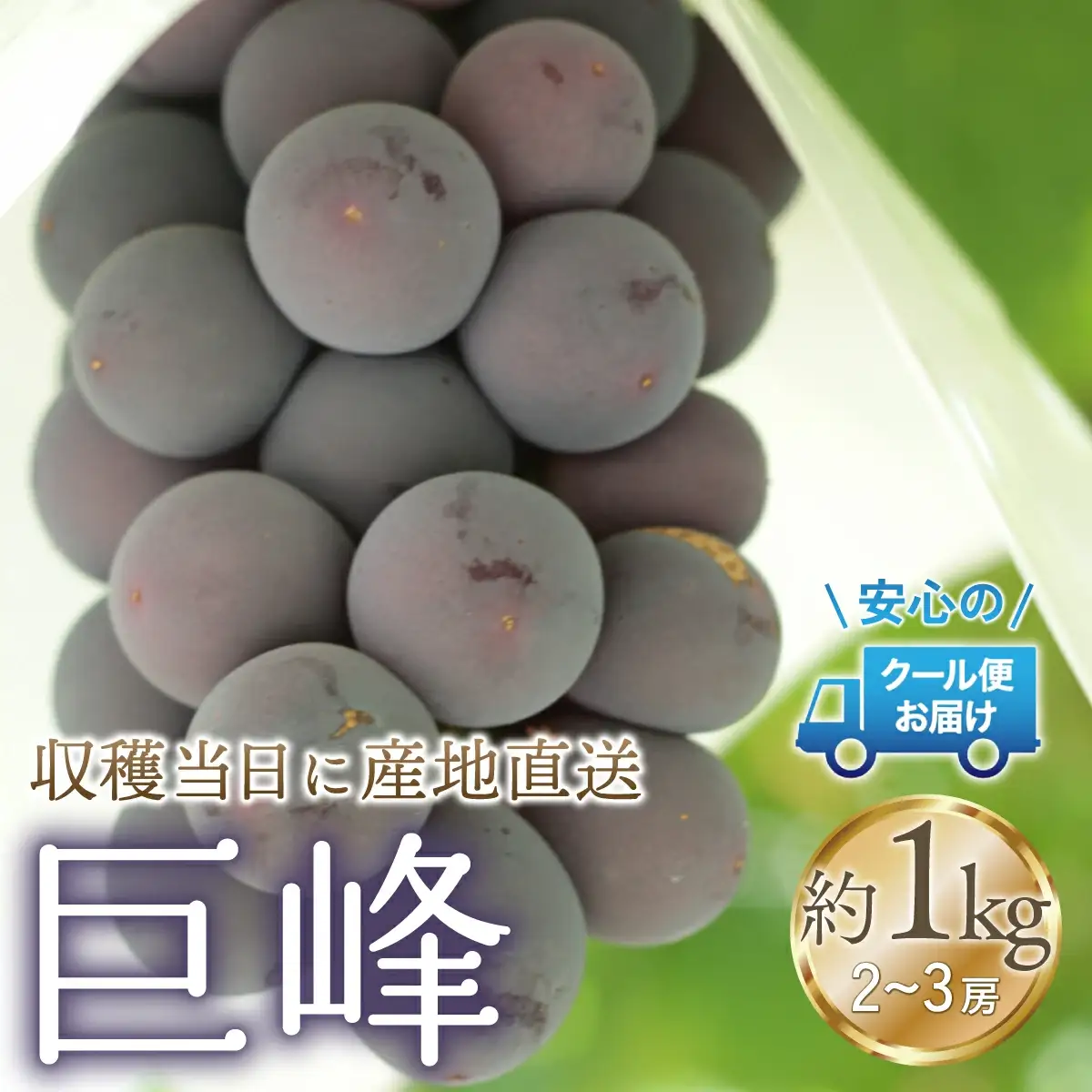 【2026年発送★先行予約】クール便発送　巨峰 1kg (2～3房) 179-008-26y