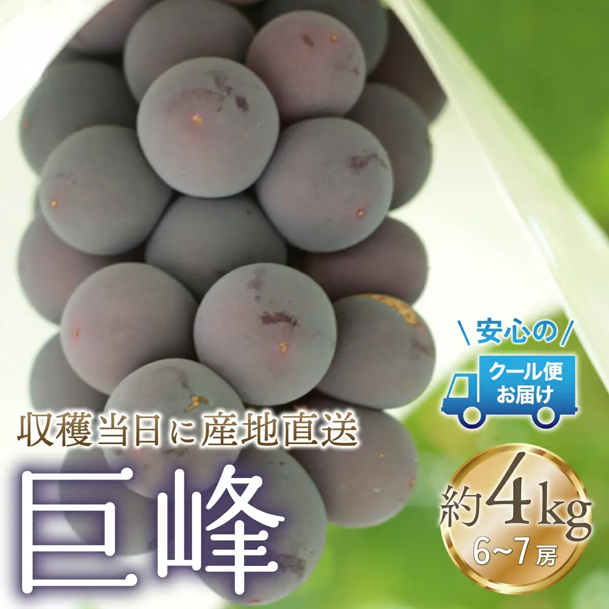 【2026年発送★先行予約】クール便発送　巨峰 4kg (6～7房)  179-011-26y