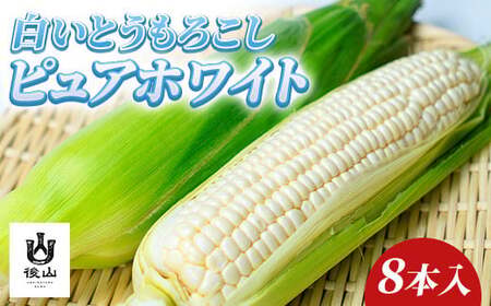 【2026年8月発送】白いとうもろこし ピュアホワイト8本入り3.3kg/Suwa後山ブランド化プロジェクト[67-02]