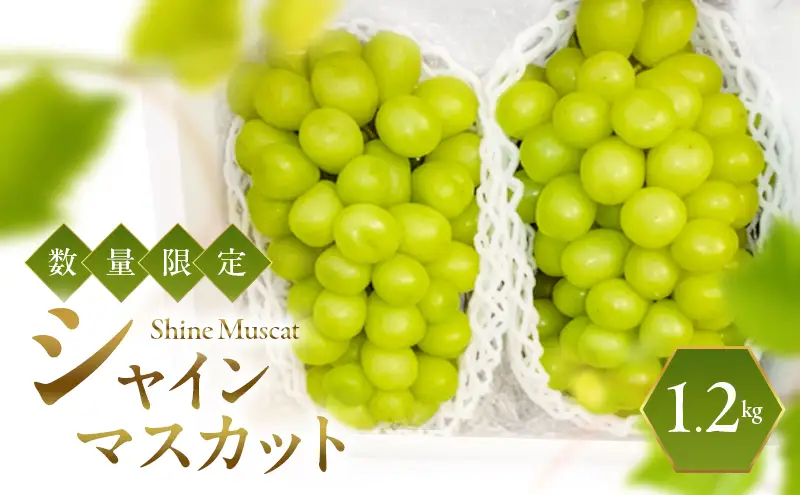 シャインマスカット 2026年発送 数量限定 ぶどう 1.2kg ブドウ 果物 フルーツ 葡萄 マスカット 