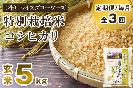 【令和7年産】【定期便3回毎月お届け】新潟県加茂市産 特別栽培米コシヒカリ 玄米5kg《順次出荷》 従来品種コシヒカリ （株）ライスグローワーズ