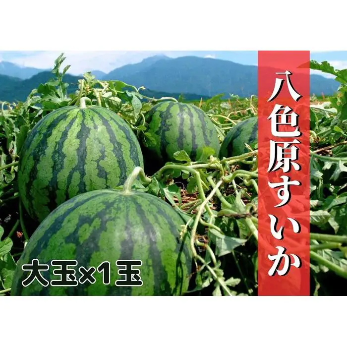 先行予約【新潟県南魚沼産】八色原スイカ 大玉１玉【2026年7月下旬発送】【お届け日時指定不可】