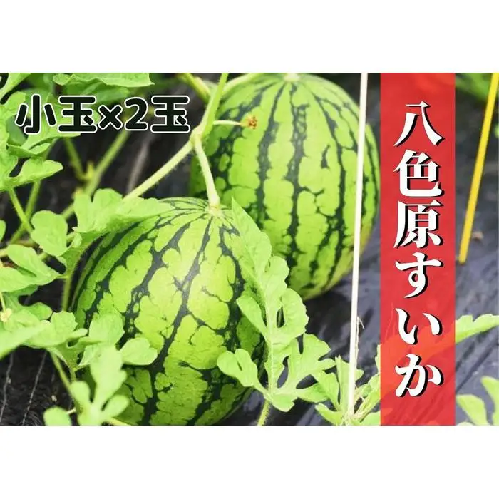 先行予約【新潟県南魚沼産】八色原スイカ 小玉２玉【2026年7月中旬発送】【お届け日時指定不可】