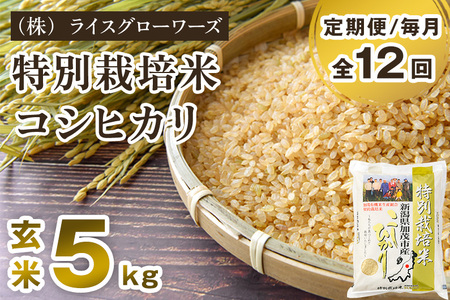 【令和7年産】【定期便12ヶ月毎月お届け】新潟県加茂市産 特別栽培米コシヒカリ 玄米5kg《順次出荷》 従来品種コシヒカリ （株）ライスグローワーズ