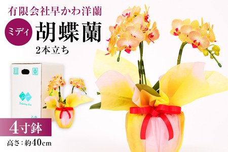 ミディ胡蝶蘭2本立 mi0013-0001 花 植物 4寸鉢 ｺﾝﾊﾟｸﾄｻｲｽﾞ お祝い ｷﾞﾌﾄ 贈答