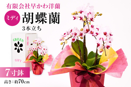 ミディ胡蝶蘭3本立 mi0013-0003 花 植物 7寸鉢 ｺﾝﾊﾟｸﾄｻｲｽﾞ お祝い ｷﾞﾌﾄ 贈答