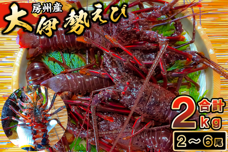 房州産大伊勢えび　約2kg 海老 海産物 海鮮 高級食材 贈答品 mi0014-0004
