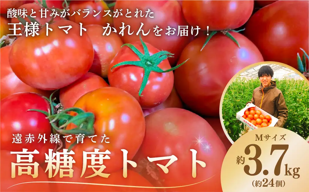 遠赤外線で育てた高糖度トマトMサイズ 約3.7kg 1箱（約24個入り） mi0019-0004