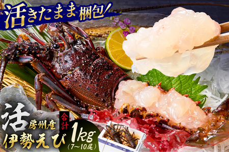 房州産伊勢えび(房州海老)総量 1kg【おがくず梱包】 mi0020-0001
