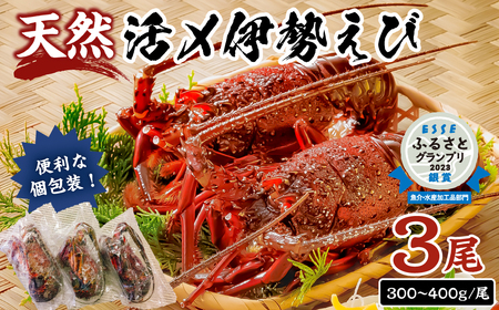 【天然】甘み凝縮！活〆冷凍伊勢海老900ｇ以上（300ｇ×3尾） mi0020-0003