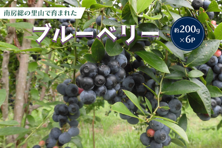 【先行受付 2026年7月中旬から順次発送予定】約200g×6パック　南房総の里山で育まれたブルーベリー mi0026-0001