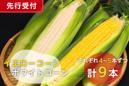 【先行受付 2026年6月中旬～7月下旬発送予定】トウモロコシ（イエローコーン、ホワイトコーンそれぞれ4～5本ずつ）計9本 mi0044-0001 とうもろこし