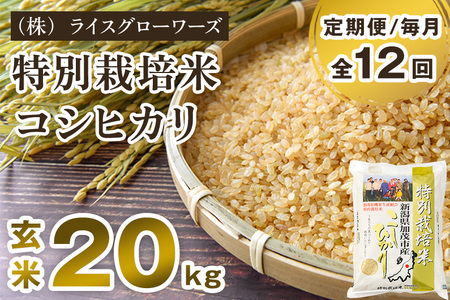 【令和7年産】【定期便12ヶ月毎月お届け】新潟県加茂市産 特別栽培米コシヒカリ 玄米20kg（5kg×4）《順次出荷》 従来品種コシヒカリ （株）ライスグローワーズ