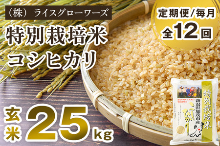 【令和7年産】【定期便12ヶ月毎月お届け】新潟県加茂市産 特別栽培米コシヒカリ 玄米25kg（5kg×5）《順次出荷》 従来品種コシヒカリ （株）ライスグローワーズ