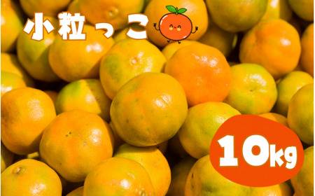 温州みかん 「小粒っこ」 10kg (極早生・早生・中生・晩稲)【2S～3Sサイズおまかせ】【2026年10月中旬～2027年2月下旬までに順次発送】＜味好農園＞/温州 みかん 小玉 蜜柑 柑橘 みかん 極早生 早生 中生 晩稲 小粒 果物 フルーツ 【agy004-s-10】