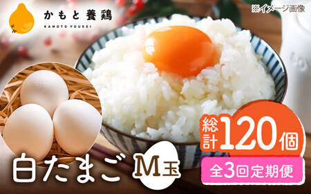 【全3回定期便】【化粧箱入り】白たまご M玉 40個（37個＋3個割れ保証）【株式会社 かもと養鶏】タマゴ 玉子 熊本県 卵 国産 新鮮 しろたまご M玉 濃厚 [ZCA010]