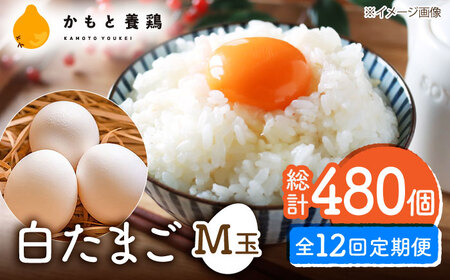 【全12回定期便】【化粧箱入り】白たまご M玉 40個（37個＋3個割れ保証）【株式会社 かもと養鶏】タマゴ 玉子 熊本県 卵 国産 新鮮 しろたまご M玉 濃厚 [ZCA012]