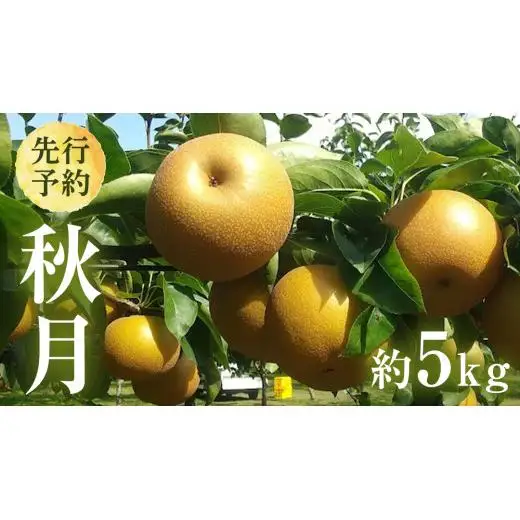 【 2026年9月上旬発送開始 】 茨城県産 梨 秋月 （約 5kg ） 10～14玉