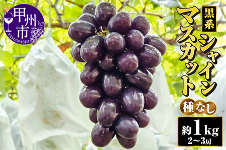 【朝採り直送】黒系シャインマスカット（種無し）約1kg（2～3房）【2026年発送】（AF）B18-413 黒系 シャインマスカット フルーツ
