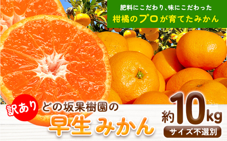 訳あり早生みかん 10kg みかん 訳あり
