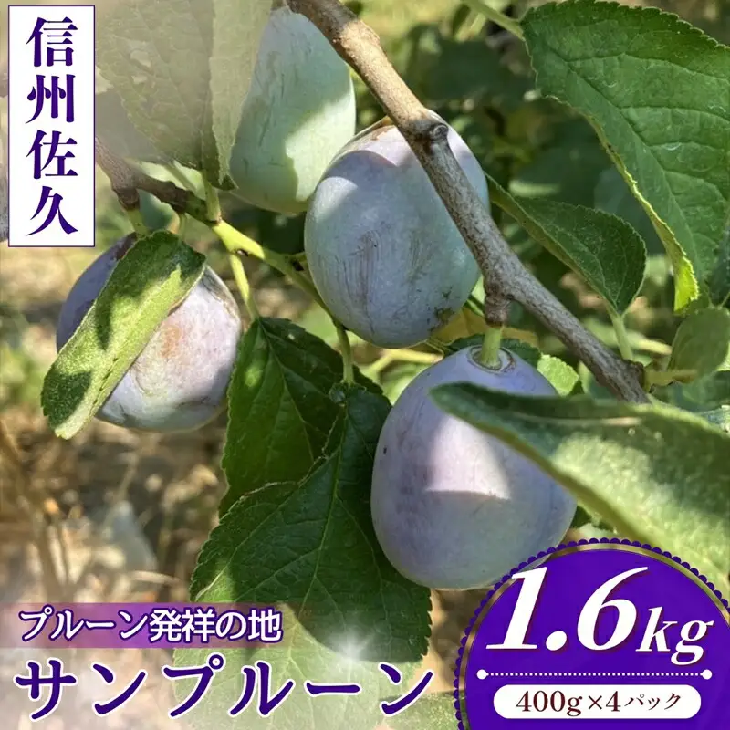 【2026年9月下旬発送】長野県産 生プルーン 約1.6kg ＜沖縄県・離島は発送不可＞ 信州 セイヨウスモモ