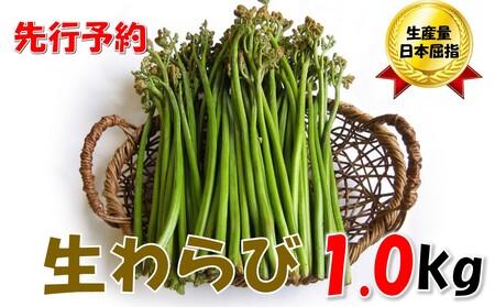 【先行予約】採れたて山菜　生わらび　1kg×1束