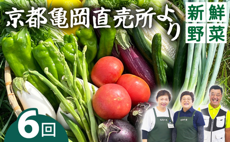 【6回定期便】旬の朝採れ 新鮮野菜セット 野菜 7～10品 