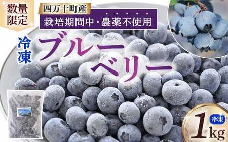 【数量限定】 冷凍ブルーベリー 1kg ／Qdr-91 冷凍 ブルーベリー