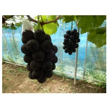 甘味と酸味の絶妙なバランスのピオーネ1.2kg(2房～3房)_果物・フルーツ ぶどう・マスカット  ブドウ 葡萄 _【配送不可地域：離島】【1432341】